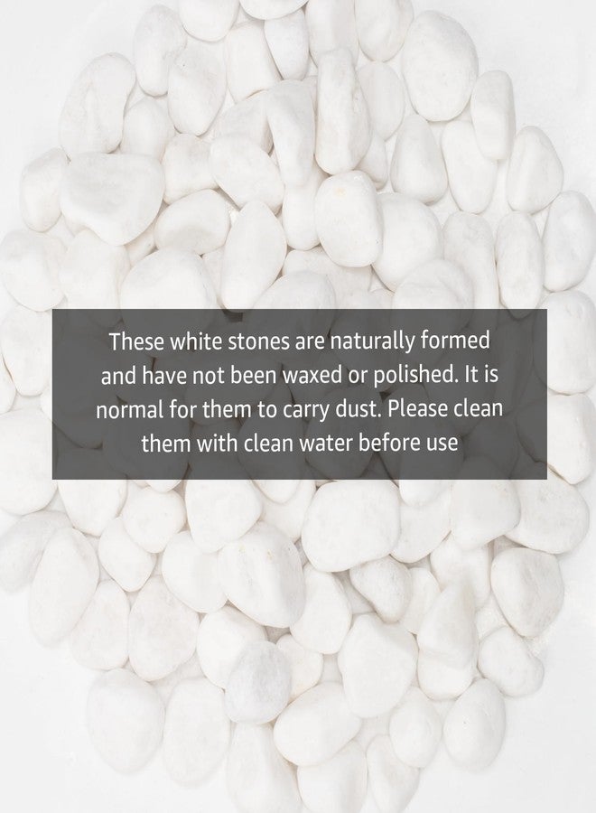 أحجار نهرية طبيعية بيضاء من LOOIOOJ، أحجار زخرفية بحجم 1-1.5 بوصة للنباتات والحدائق وتنسيق المناظر الطبيعية - 10 أرطال، مثالية لأحواض الأسماك والمزهريات والأعمال الحرفية وديكور المنزل وتنسيق الحدائق الخارجية - Image 3